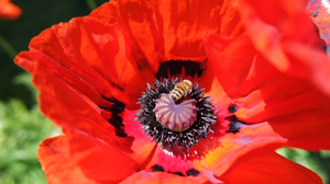 Mohn