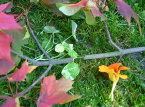 herbstbaum